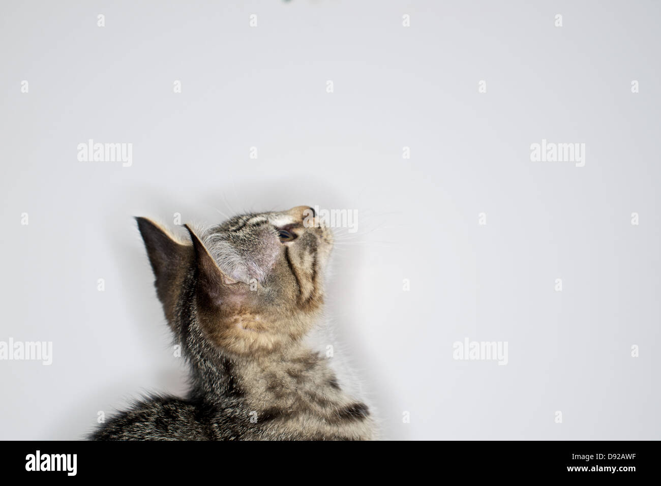 A young Tabby kitten at play Stock Photo - Alamy