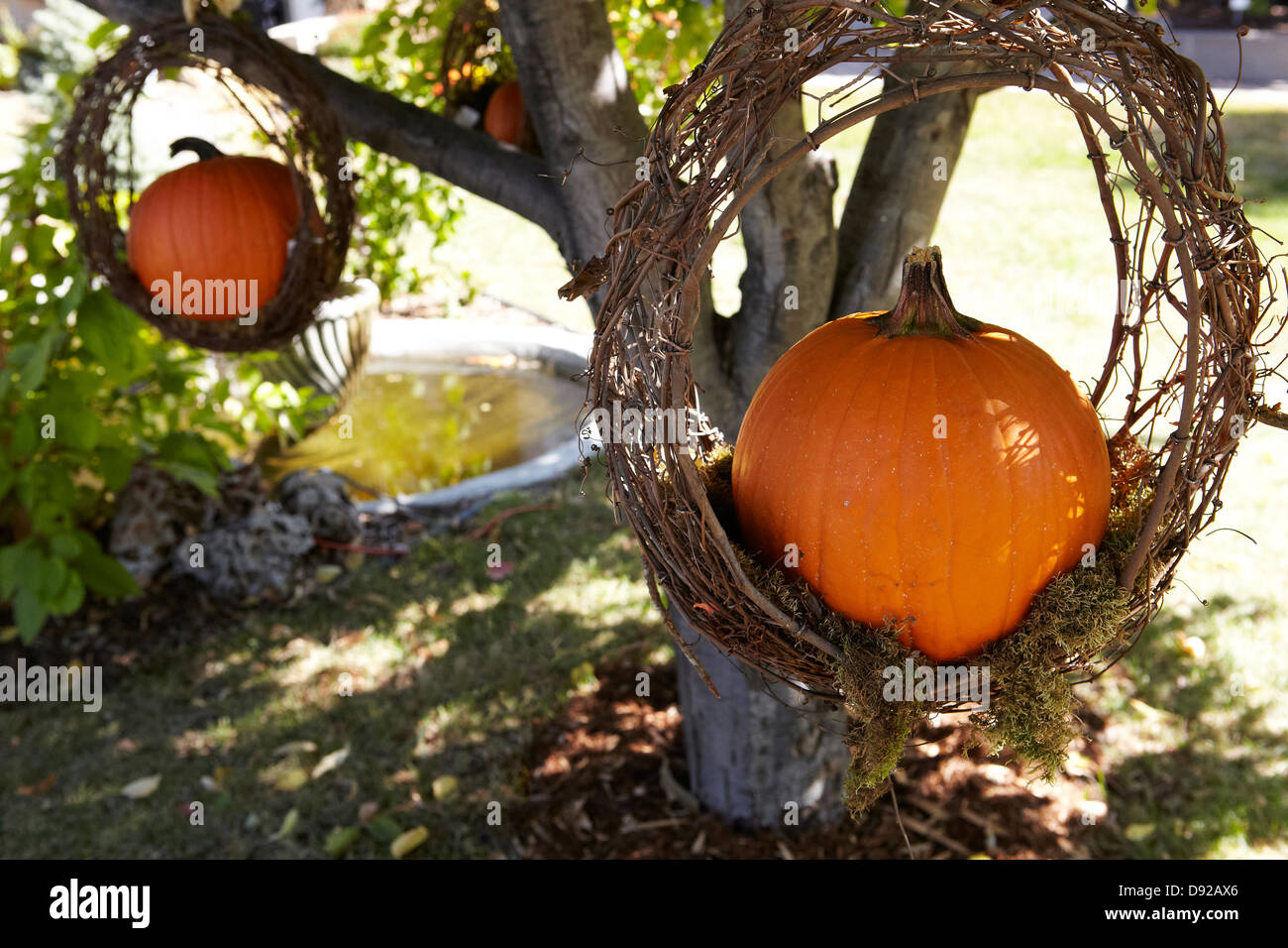 Pumpkin hanging from grapevine wreath in tree Stock Photo