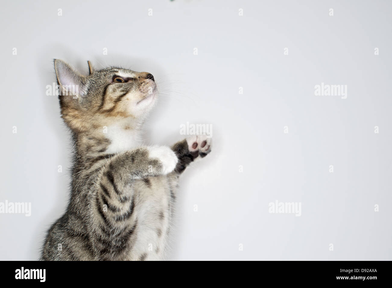 A young Tabby kitten at play Stock Photo - Alamy
