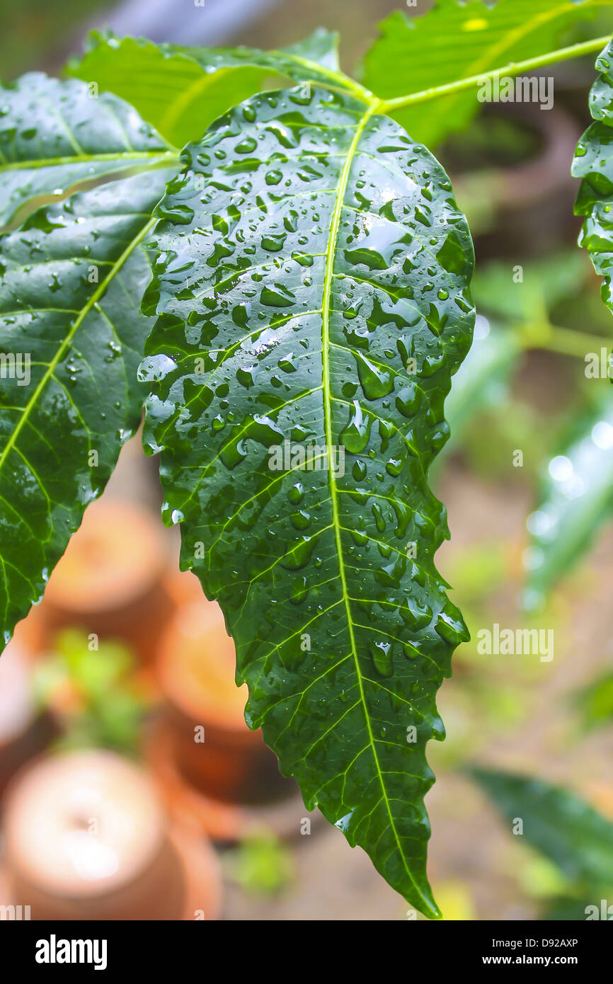 The green leaves water drop Stock Photo - Alamy