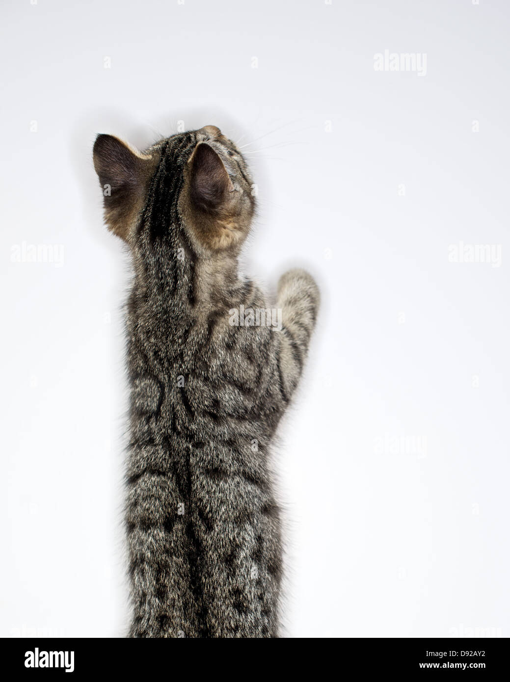 A young Tabby kitten at play Stock Photo - Alamy