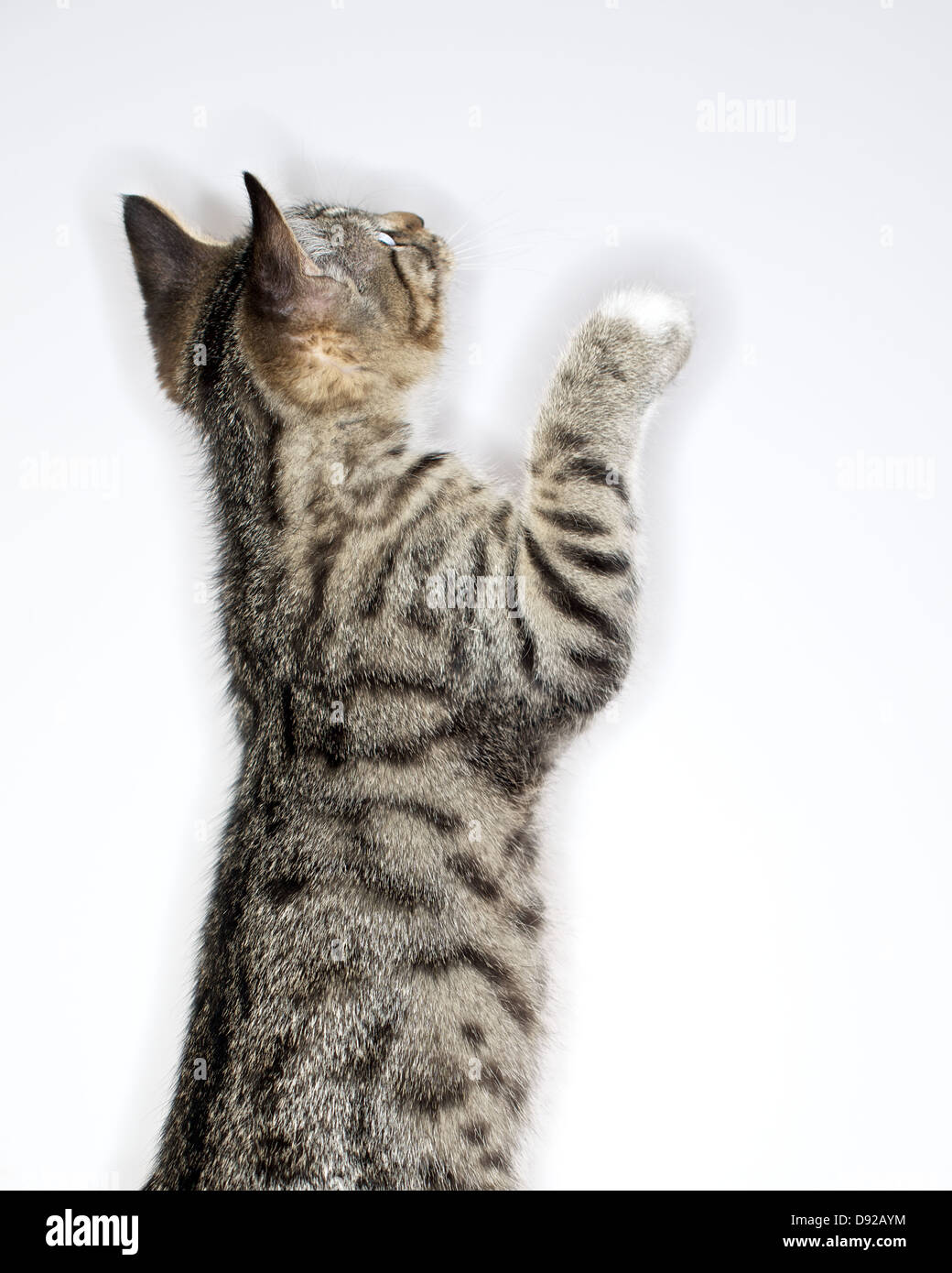 A young Tabby kitten at play Stock Photo - Alamy