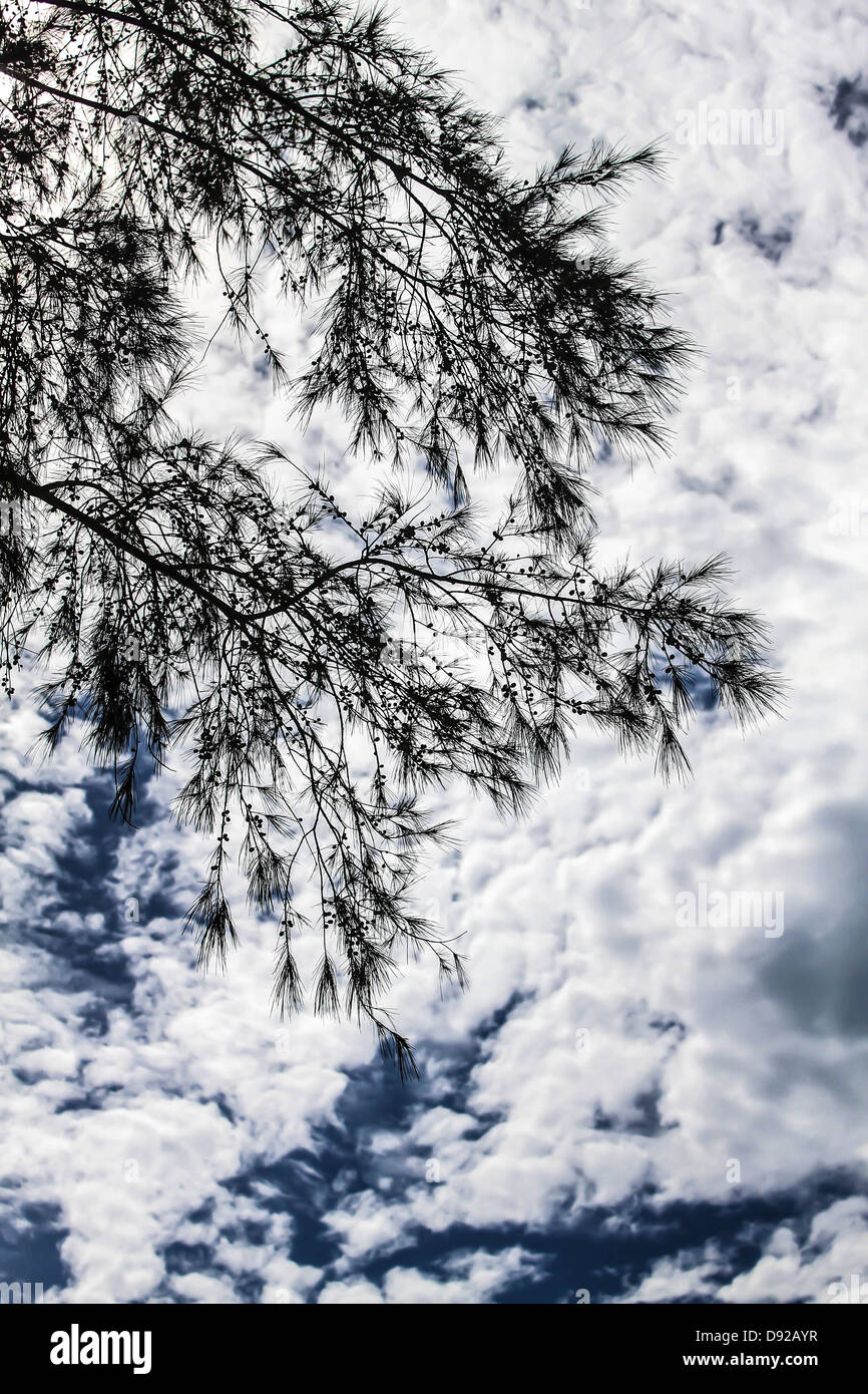 The pine tree silhouette and sky Stock Photo - Alamy