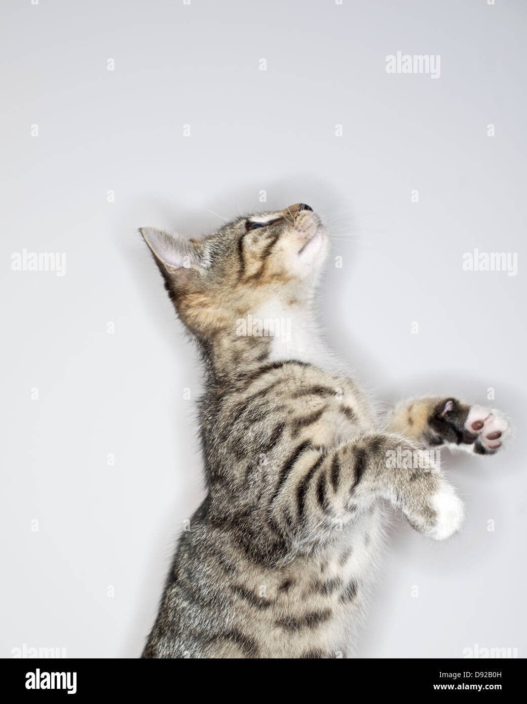 A young Tabby kitten at play Stock Photo - Alamy