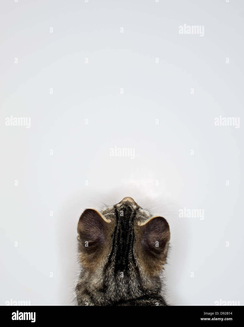 A young Tabby kitten at play Stock Photo - Alamy