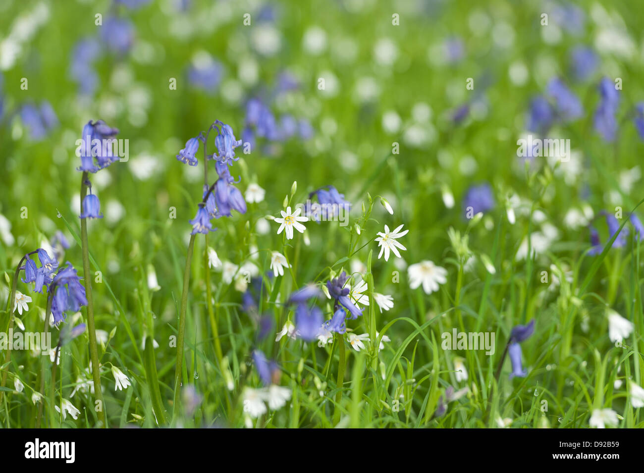 Lesser stitchwort woodland hi-res stock photography and images - Alamy