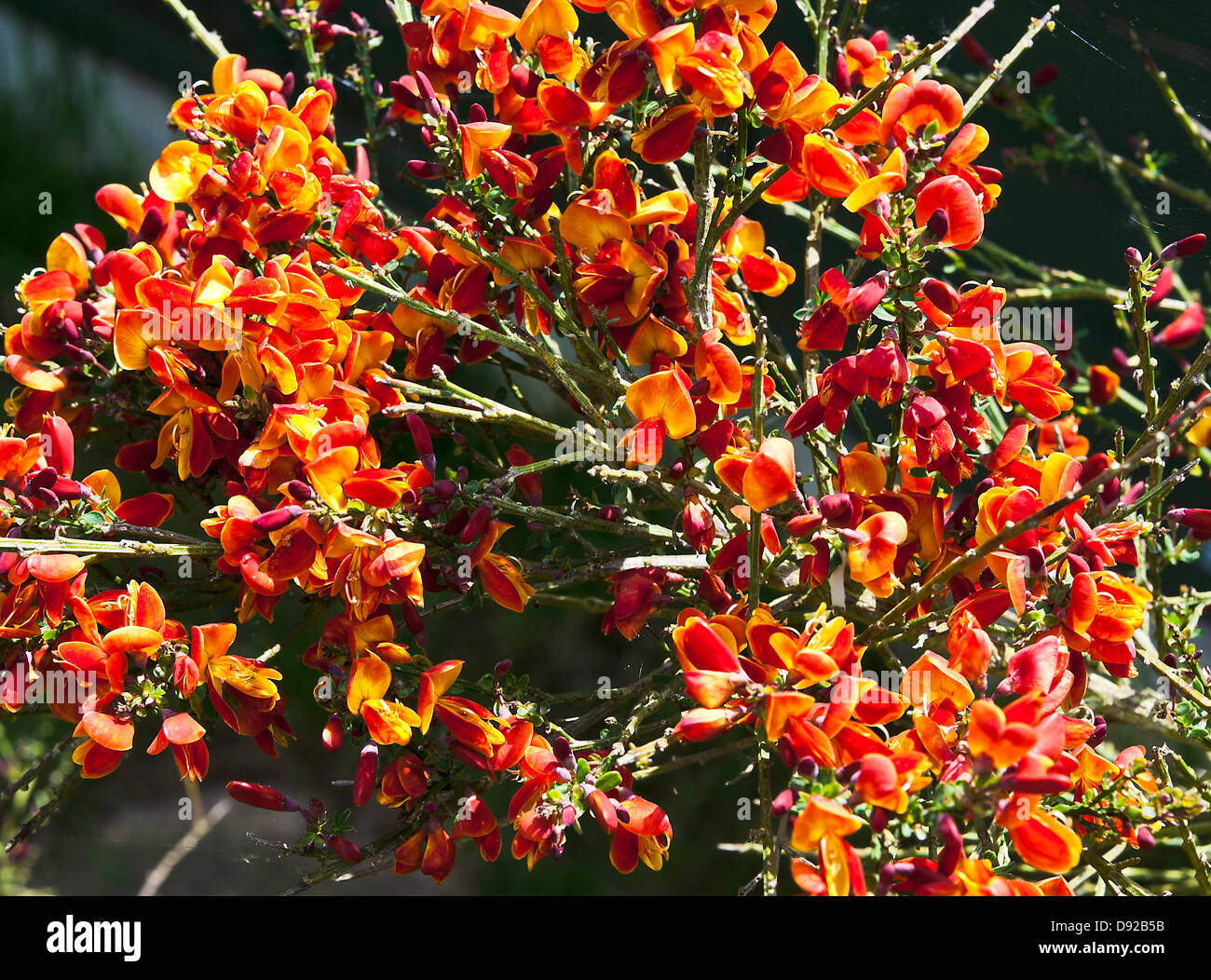 Golden Red Flowering Broom Shrub Cytisus Lena in Flower in an Alsager