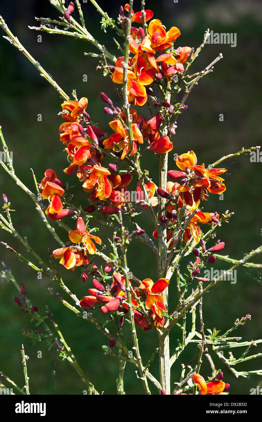 Golden Red Flowering Broom Shrub Cytisus Lena in Flower in an Alsager