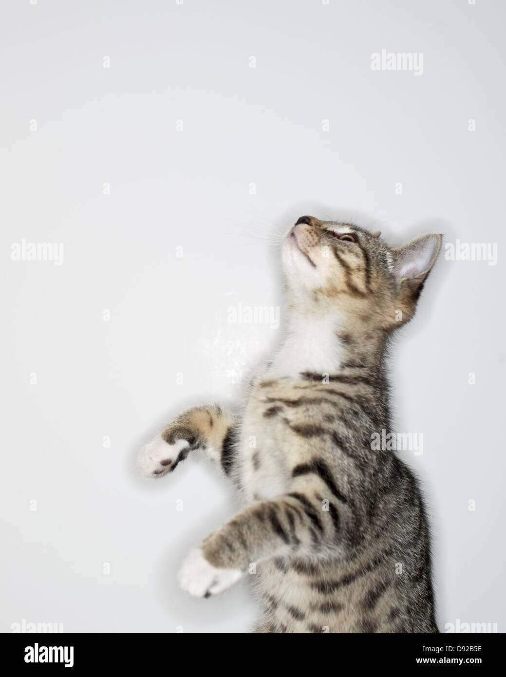 A young Tabby kitten at play Stock Photo - Alamy