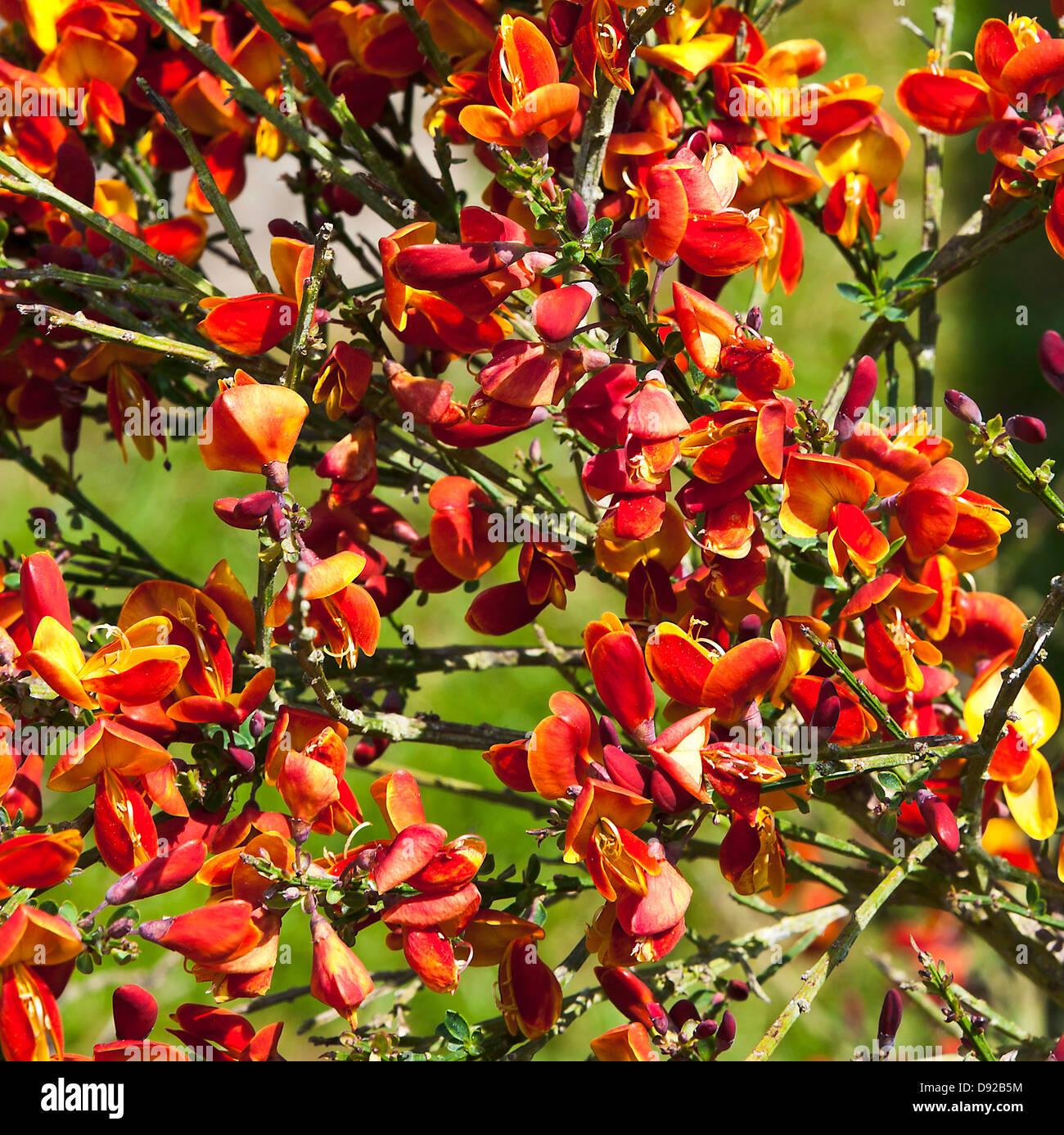 Golden Red Flowering Broom Shrub Cytisus Lena in Flower in an Alsager