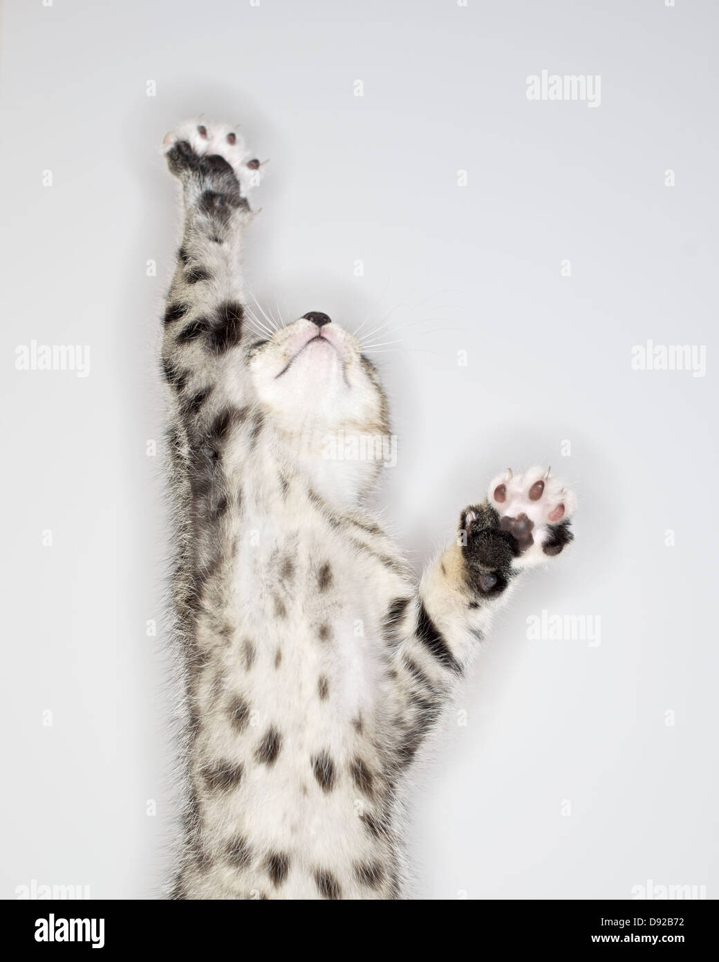 A young Tabby kitten at play Stock Photo - Alamy