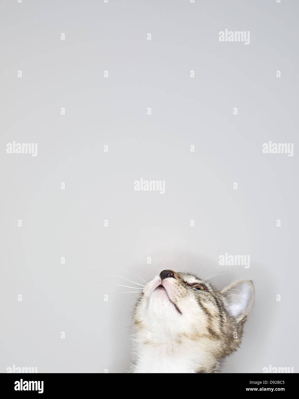 A young Tabby kitten at play Stock Photo - Alamy