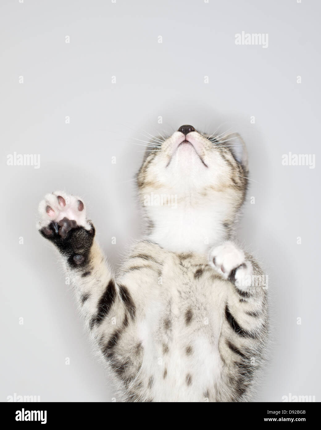 A young Tabby kitten at play Stock Photo - Alamy