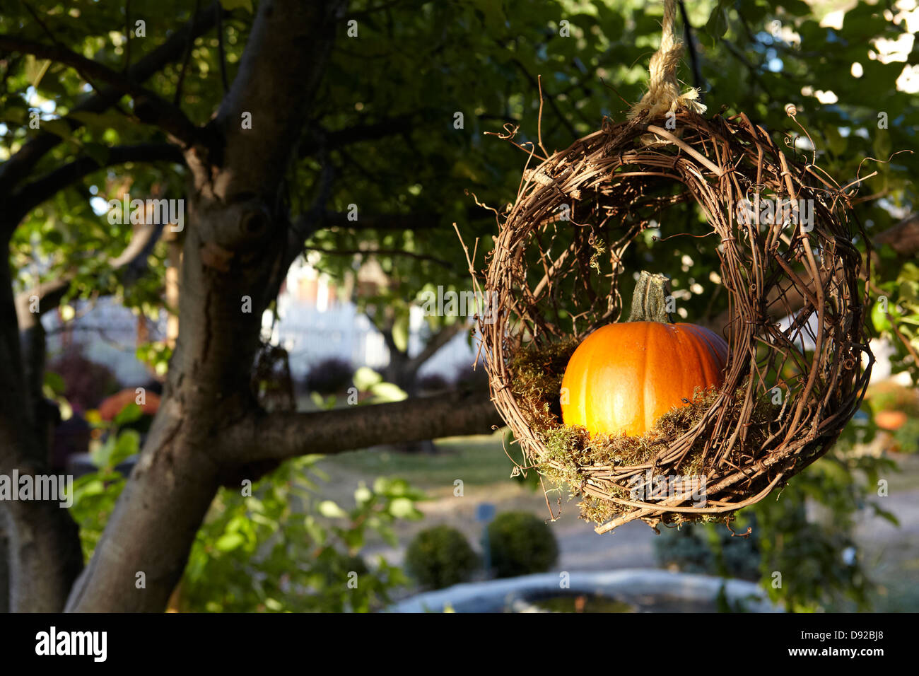 Pumpkin hanging from grapevine wreath in tree Stock Photo