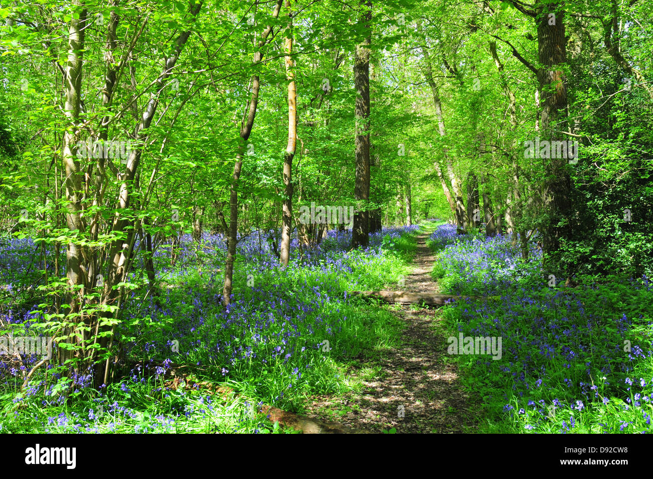 Bluebells, Dragons Green, West Sussex Stock Photo