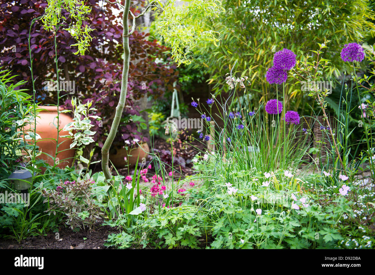 Large Alium in a shady corner of a garden with a hint of sunlight bringing highlights to the corner, with garden roller and pot. Stock Photo