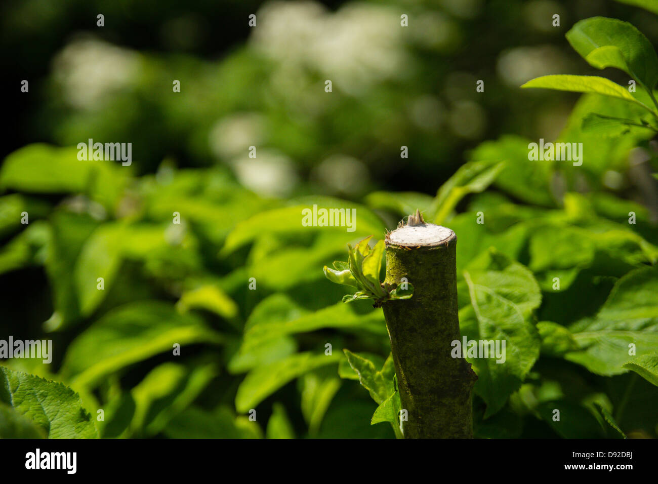 close up of a sawn off apple tree Stock Photo