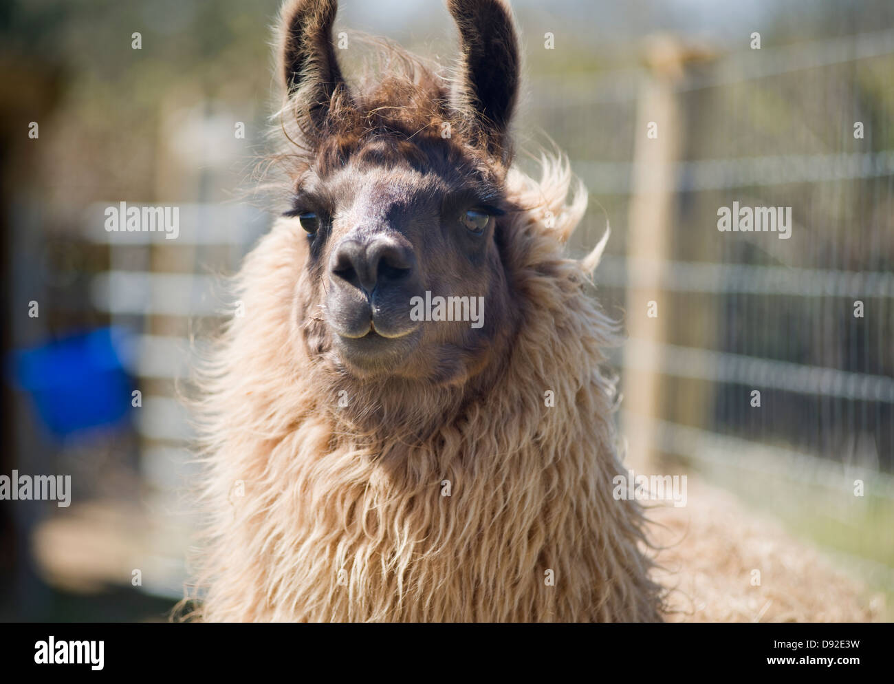 Portrait of a llama (Lama glama) Stock Photo