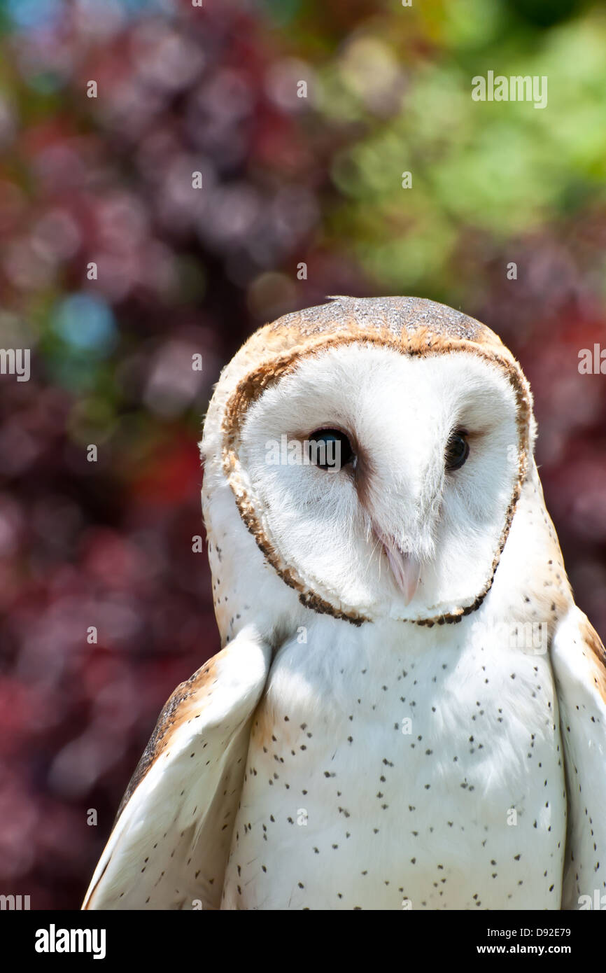 Barn Owl Stock Photo