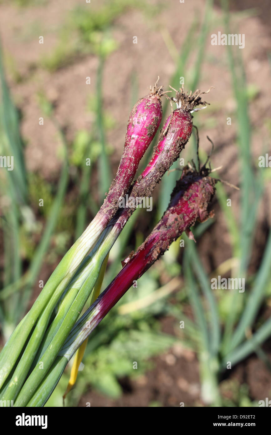 Spring onions red variety home grown in a vegetable allotment garden Somerset England UK Stock Photo