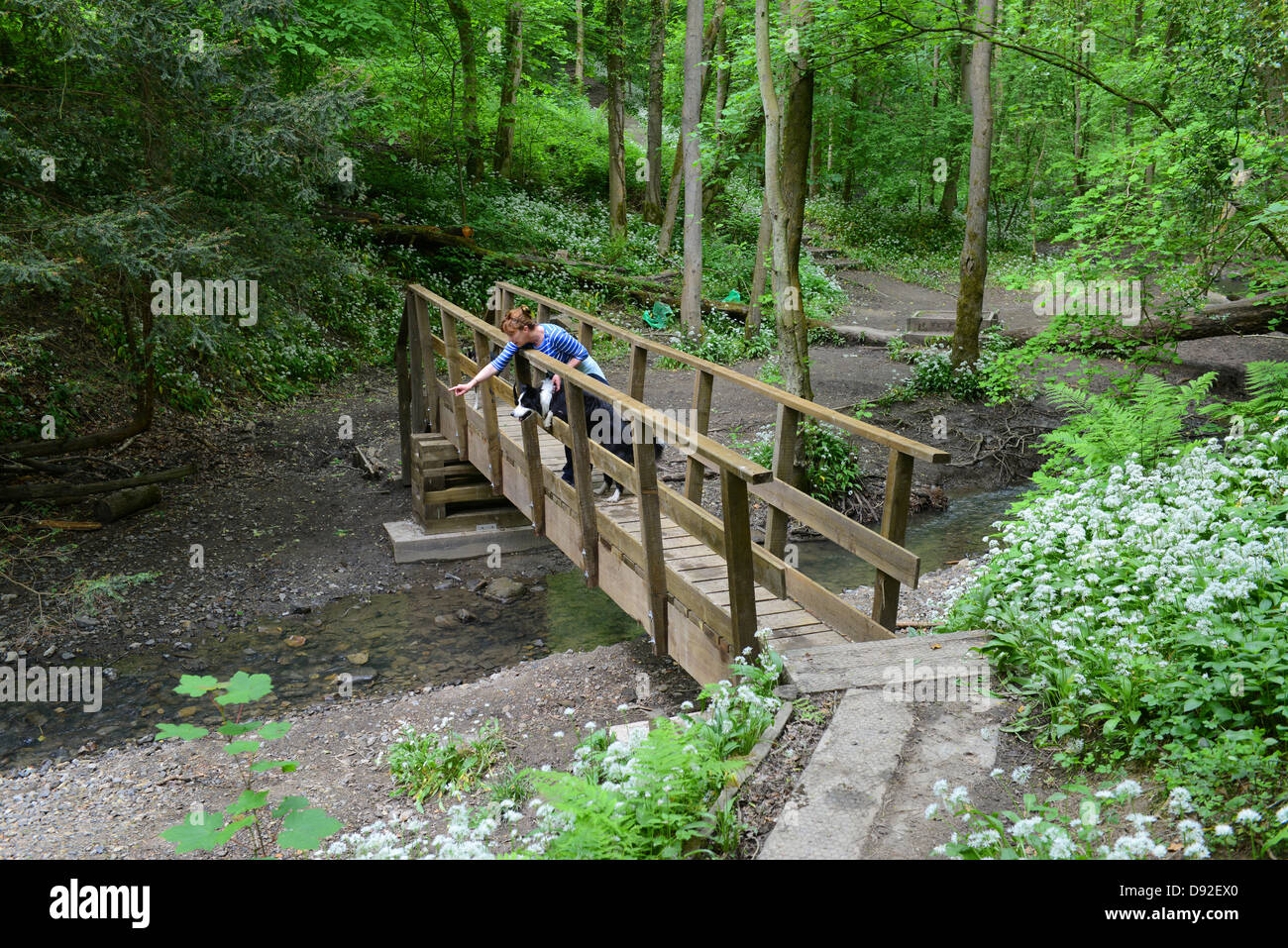 Wooden bridge at Loamhole Dingle woodland walk in Coalbrookdale Shropshire England Uk Stock Photo