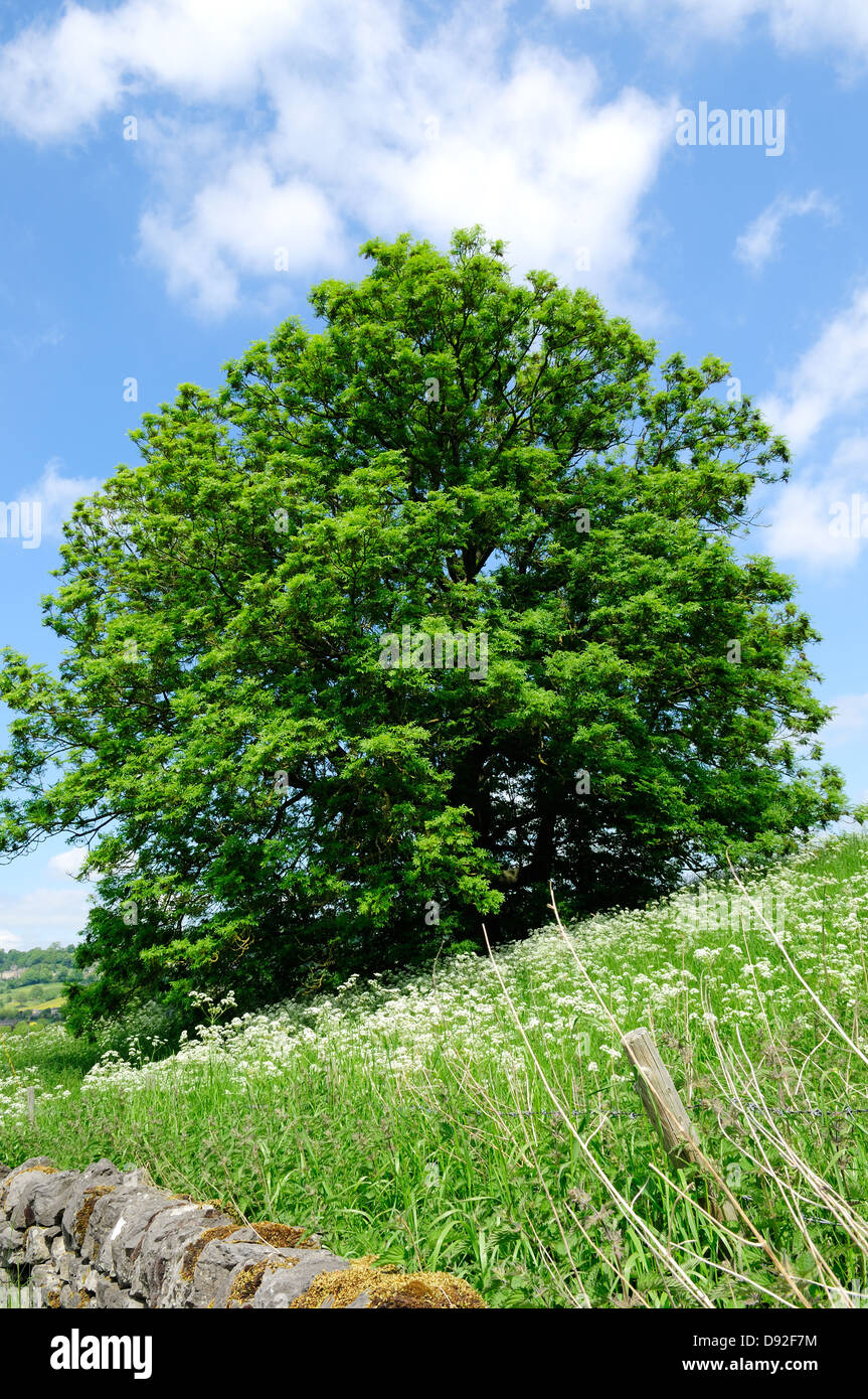 Ash trees uk hi-res stock photography and images - Alamy