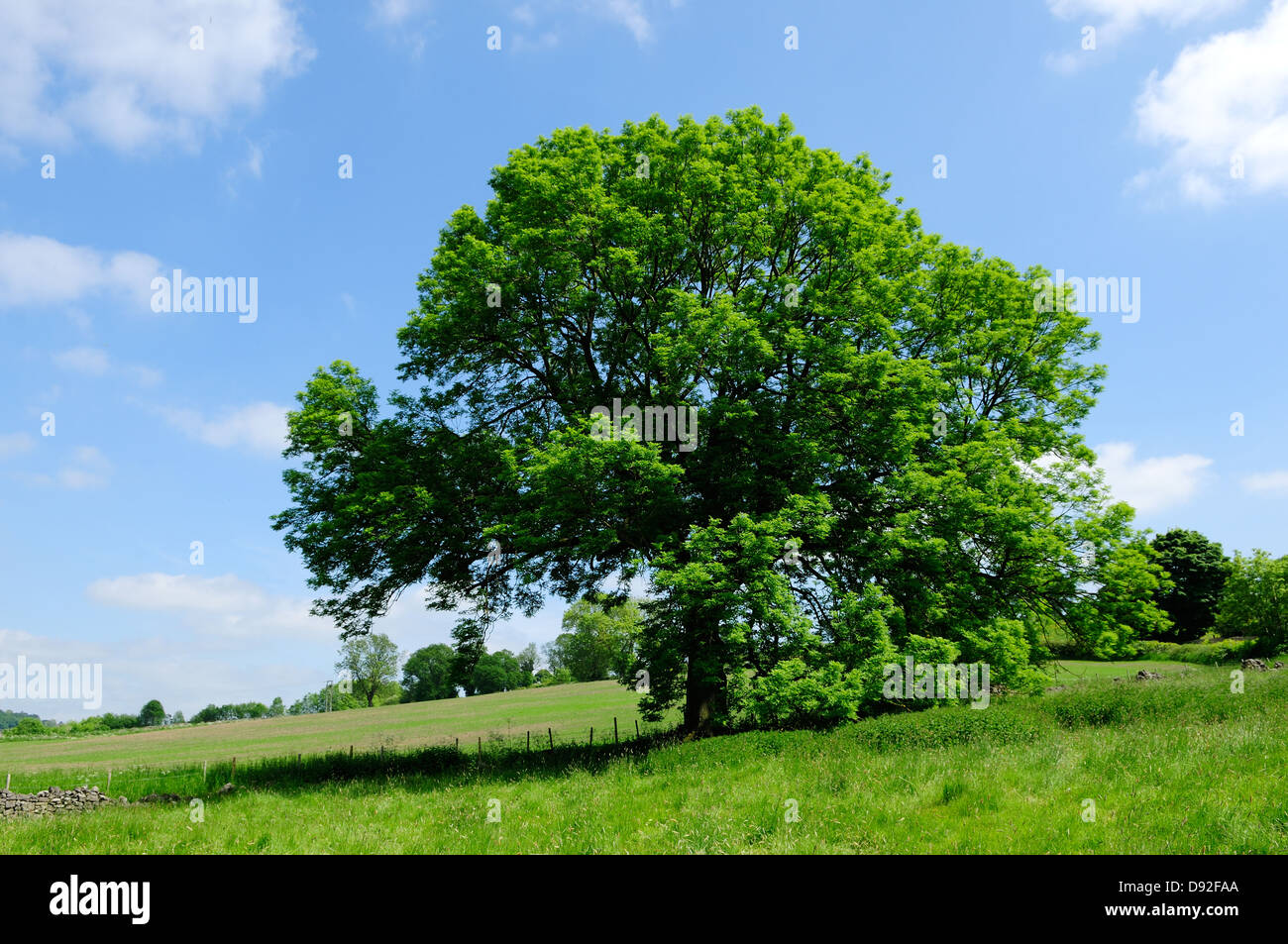 Ash tree disease hires stock photography and images Alamy