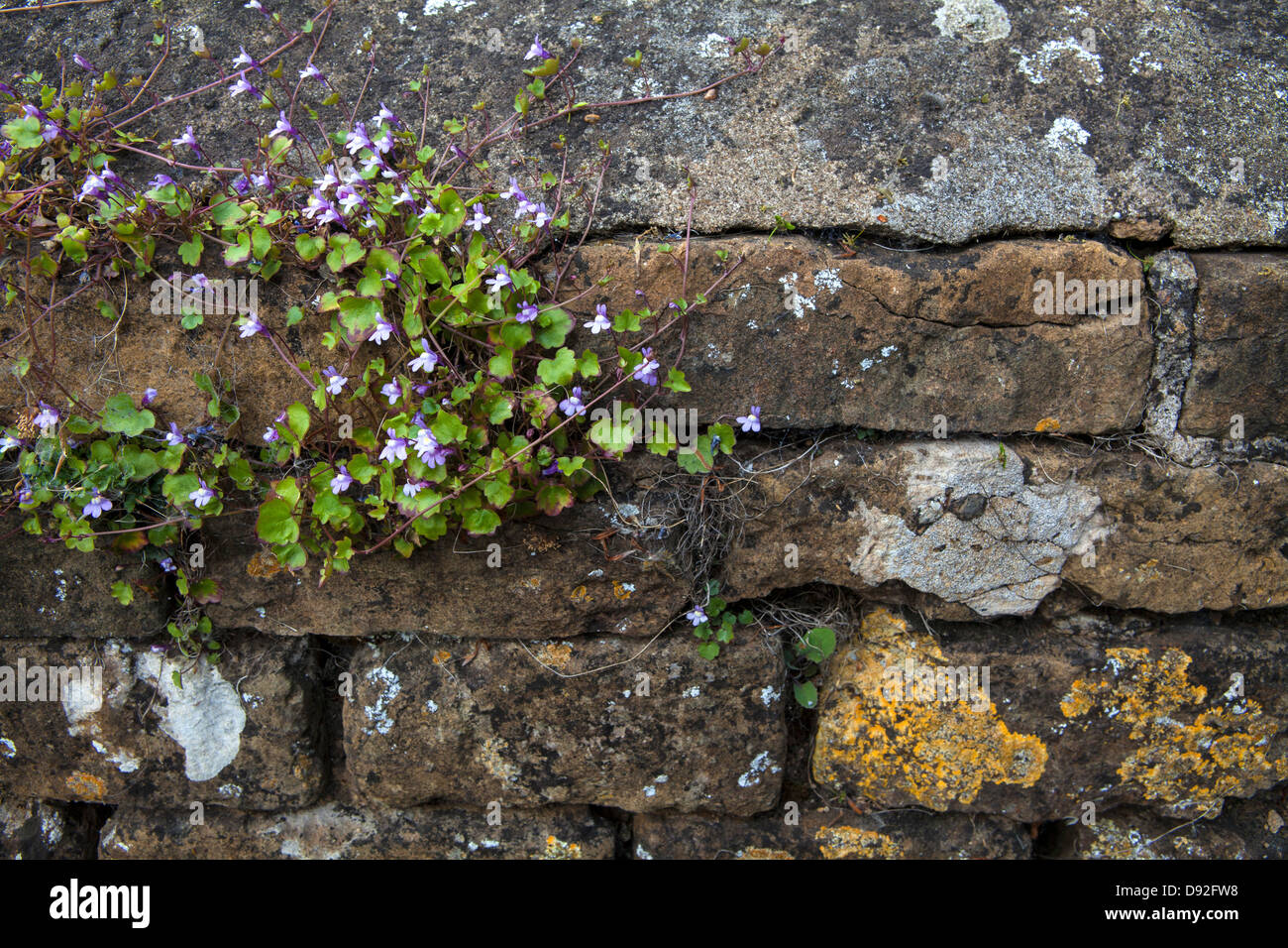 Old brick wall with plants growing Stock Photo 57219380 Alamy