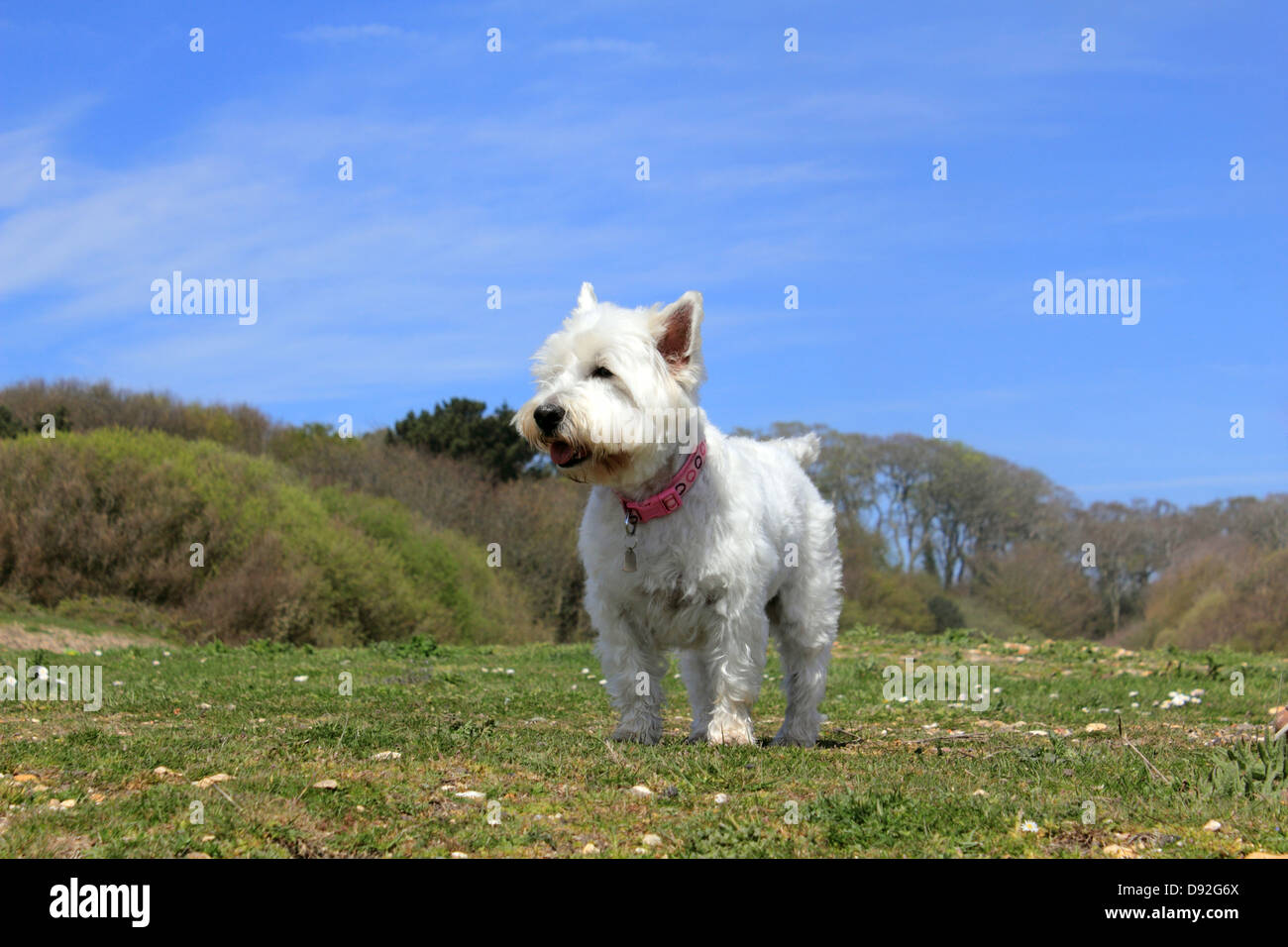 West england cheap terrier