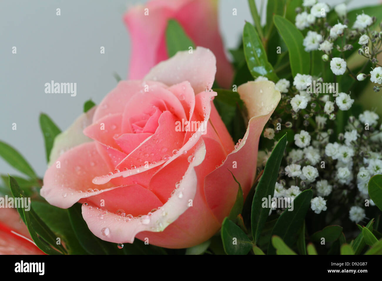 Pink rose with water drops, close up Stock Photo - Alamy