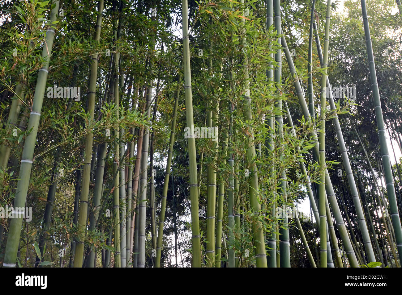 Bamboo forest Stock Photo