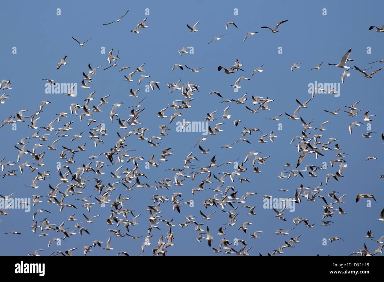 Flock of birds flying, Stock Photo