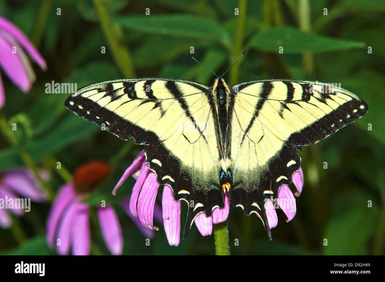 Swallowtail Butterfly on flower Stock Photo