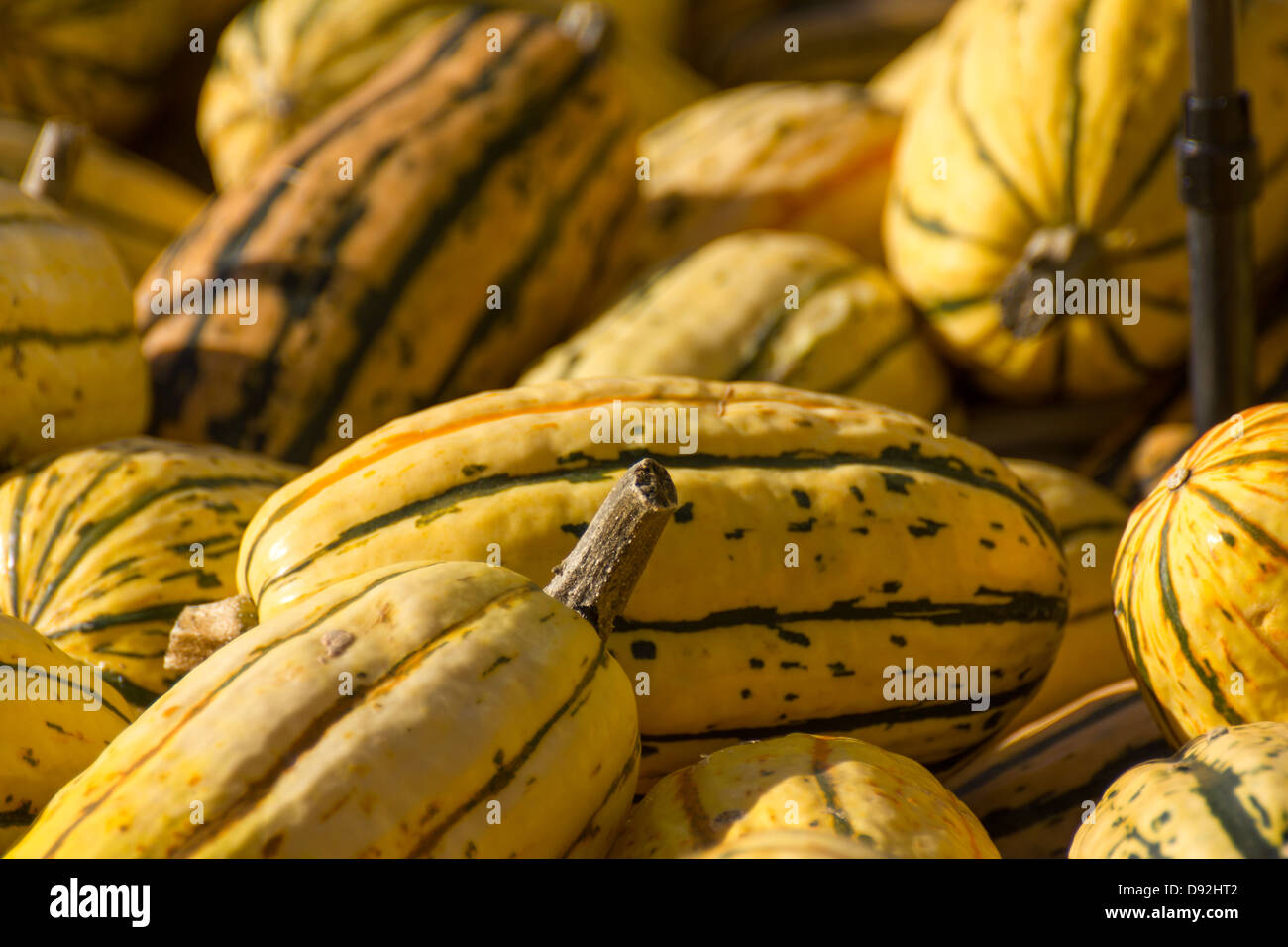 Closeup of a pile of Delicata winter squashes Stock Photo