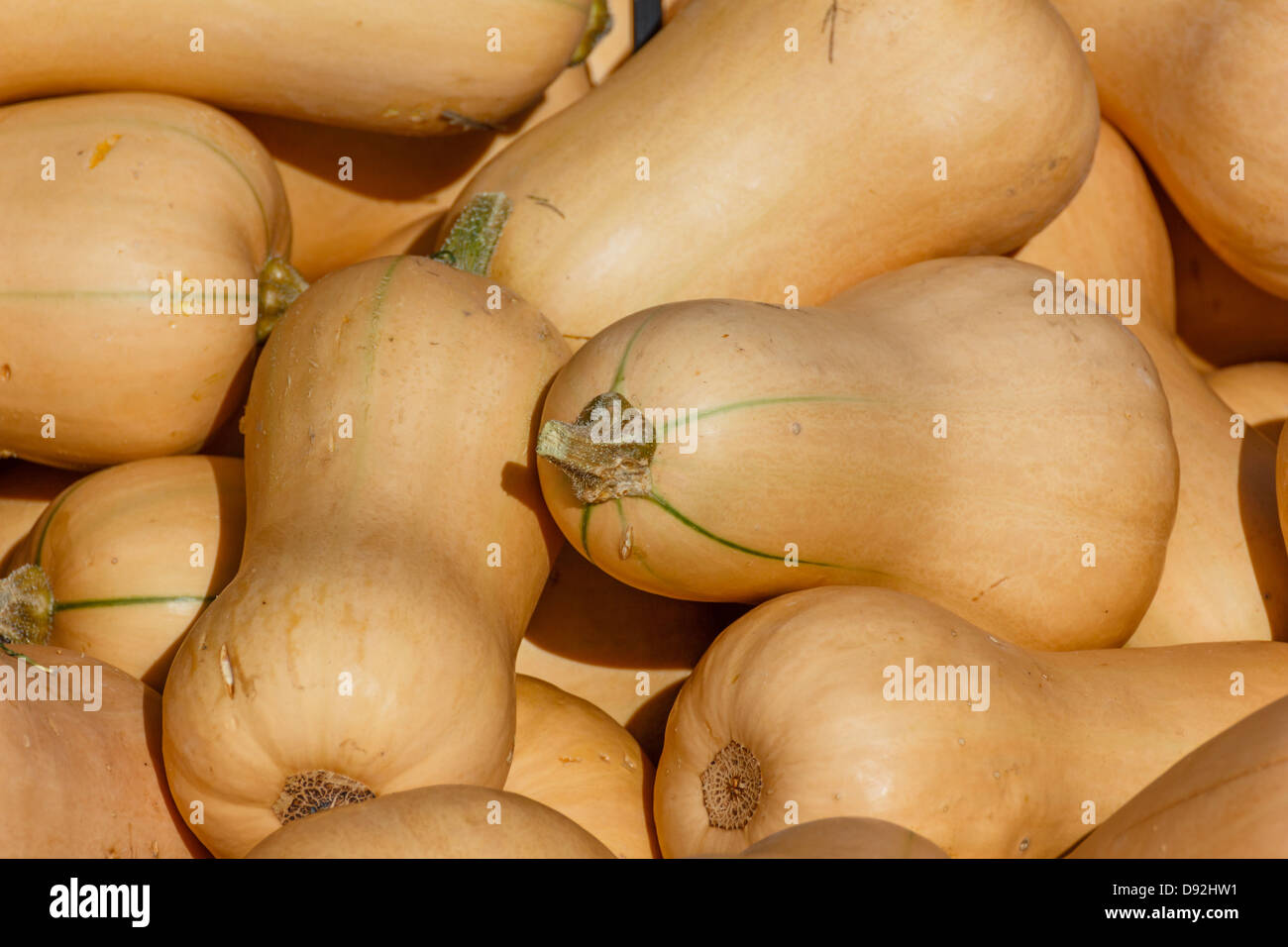 Closeup of a pile of Butternut Squash pumpkins Stock Photo