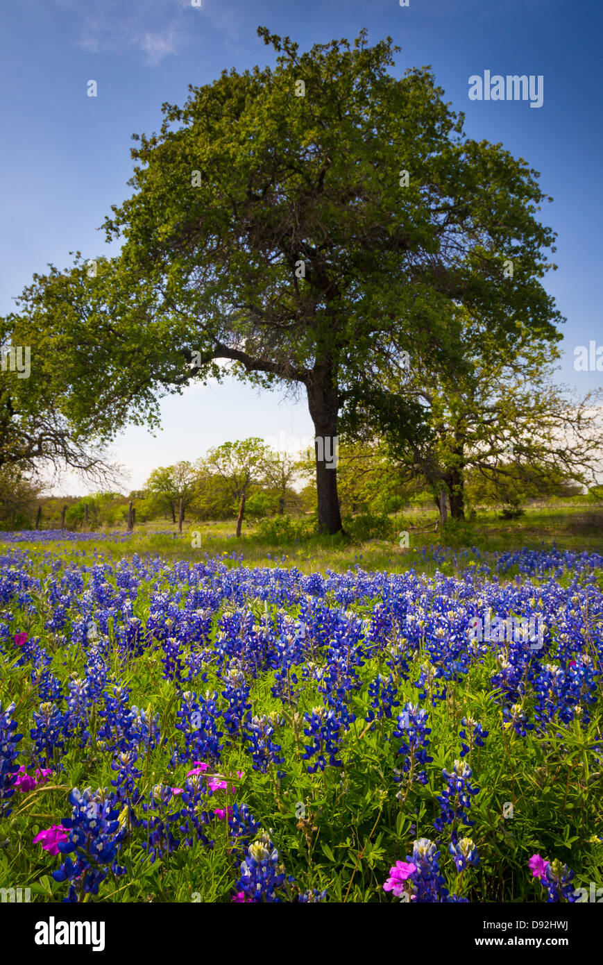 Hill country texas hires stock photography and images Alamy
