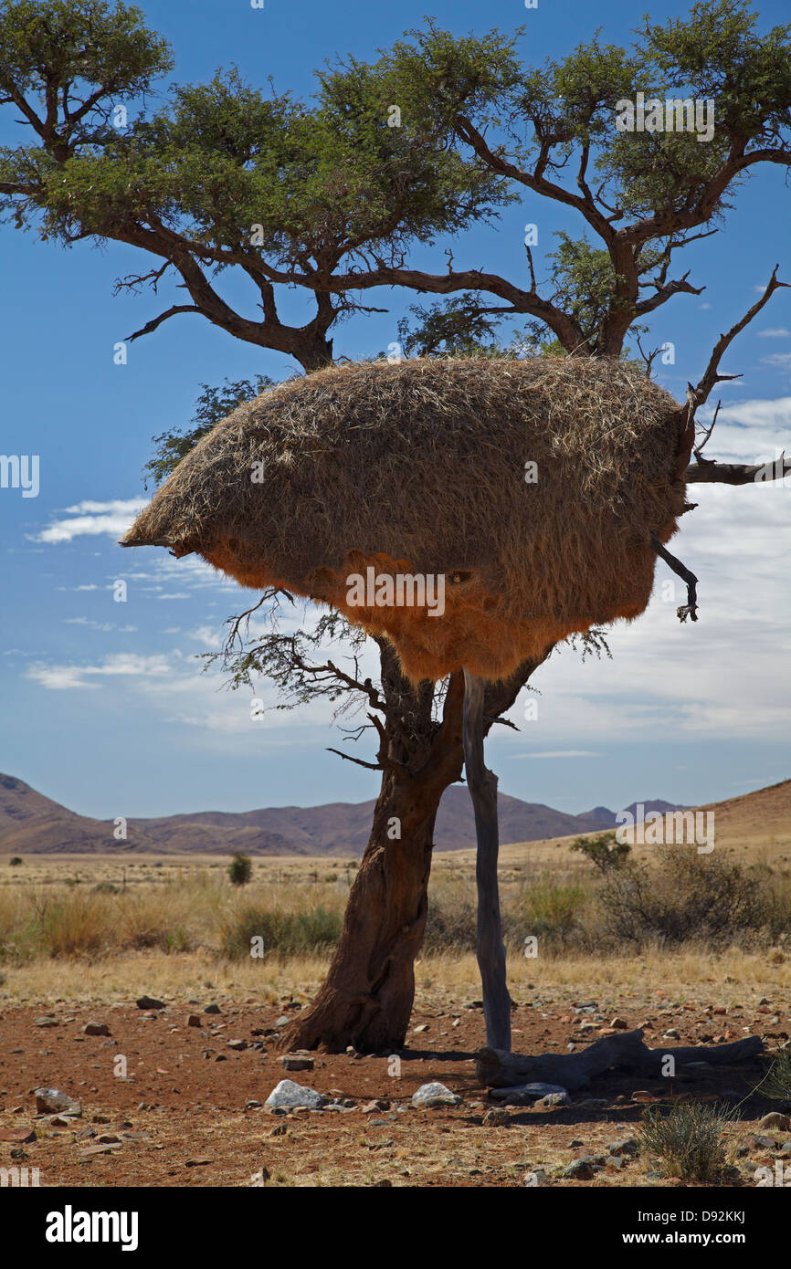 Sociable weavers nest, Namib Desert, Southern Namibia, Africa Stock Photo