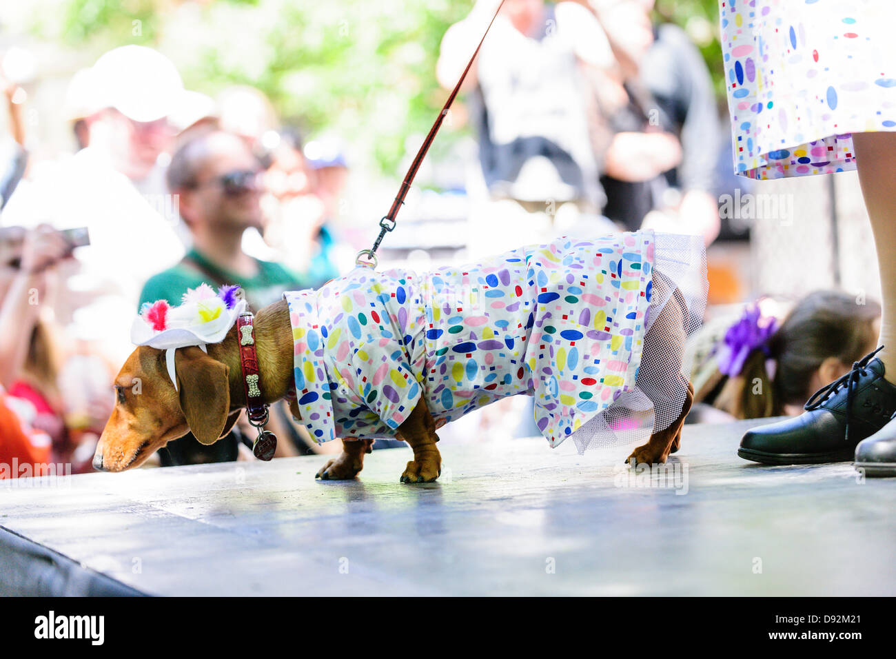 Toronto, Canada, June 9, 2013. Dachshund wearing colourful dress