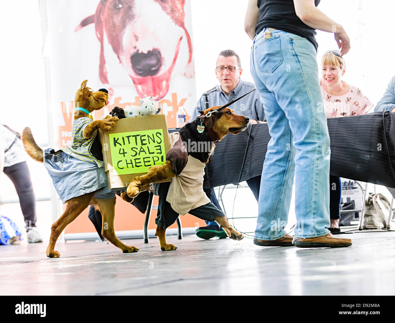 Toronto, Canada, June 9, 2013. Dog wearing costume as dogs selling kittens in box at Woofstock dog festival Best Costume contest. Movie critic Richard Crouse and comedian Laurie Elliott watch from judging table. Credit:  Elena Elisseeva/Alamy Live News Stock Photo