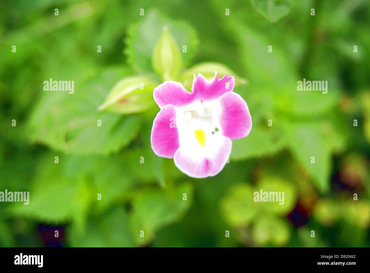 Flowers, growing in the green belt, is very beautiful Stock Photo Alamy