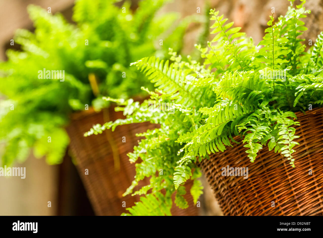 Pot Holder - Young Fern