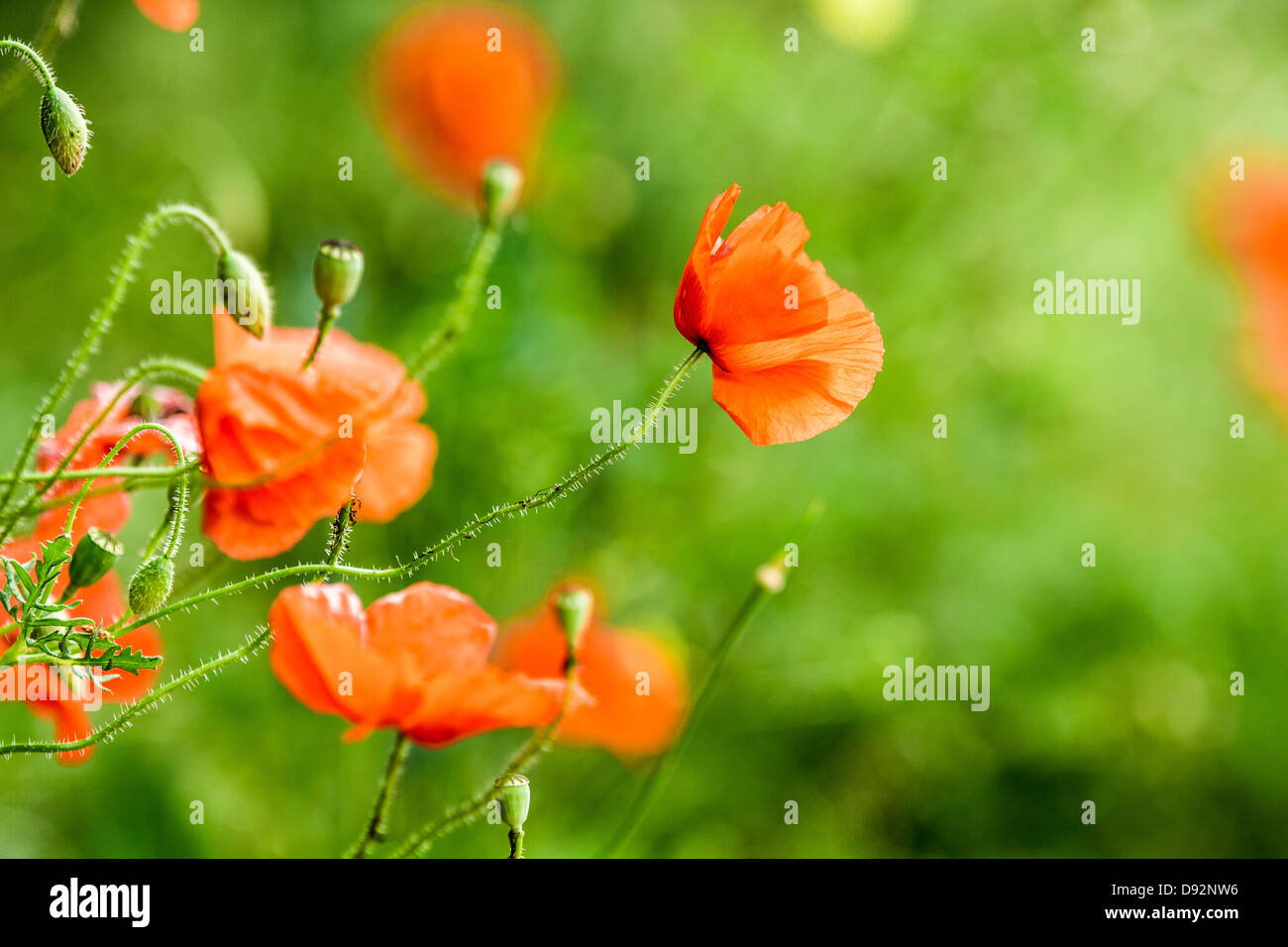 Abstract image poppies in poppy hi-res stock photography and images - Alamy