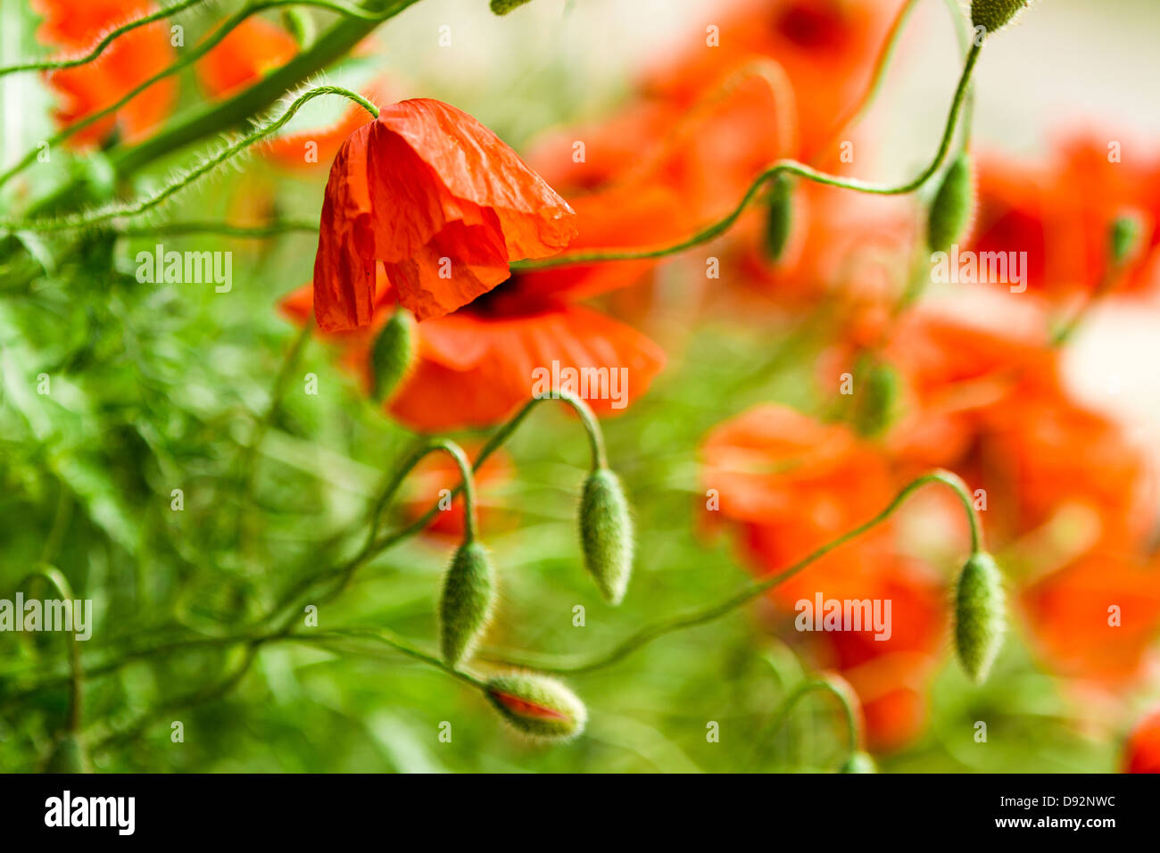 Abstract image poppies in poppy hi-res stock photography and images - Alamy