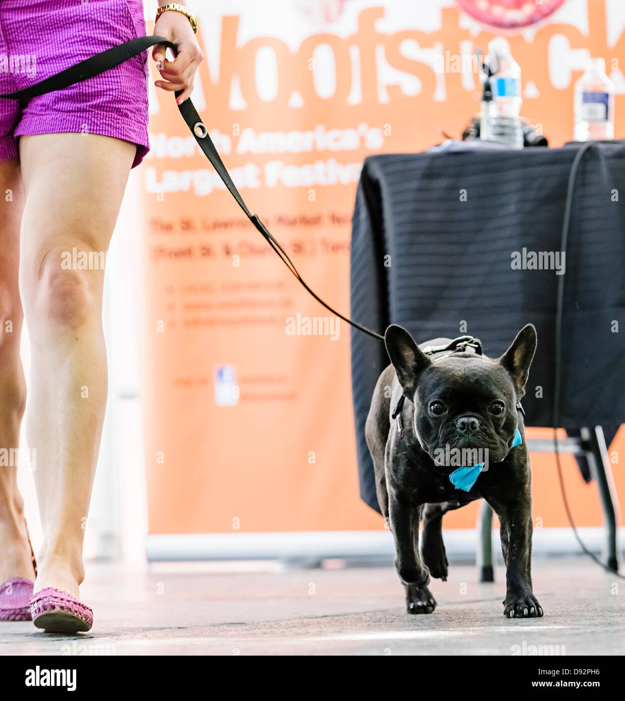 Toronto, Canada, June 9, 2013.  Dogs compete in the 10th annual Woofstock dog festival Mister and Ms Canine Canada Pageant to win best couple in show. Credit:  Elena Elisseeva/Alamy Live News Stock Photo