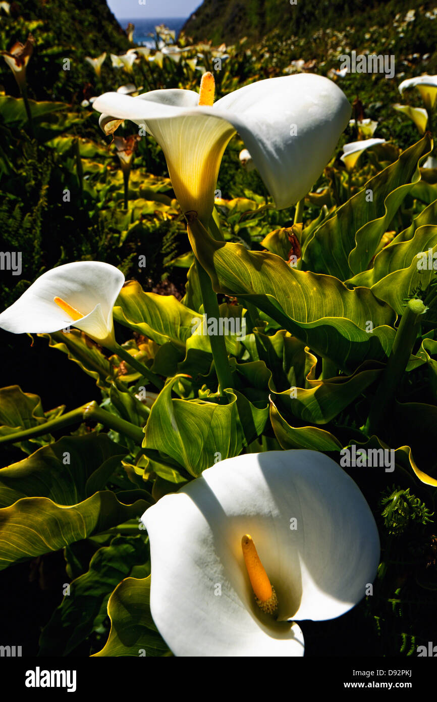 Close Up View of Calla Lilies in a Creek, Garrapata State Park, Big Sur,California Stock Photo