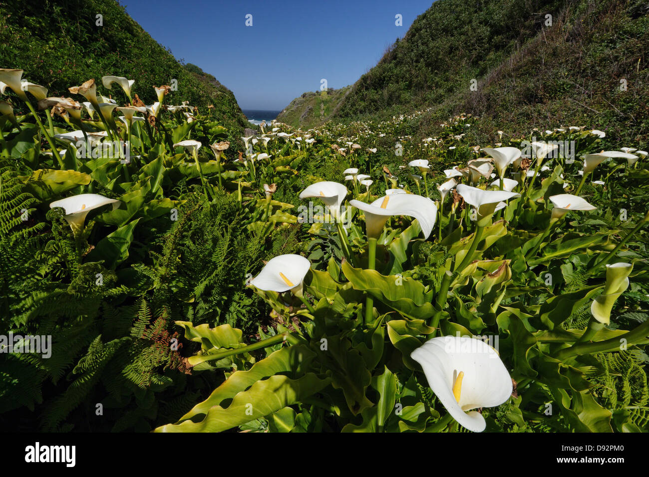 Calla Lilies in a Creek, Garrapata State Park, Big Sur,California Stock Photo Alamy
