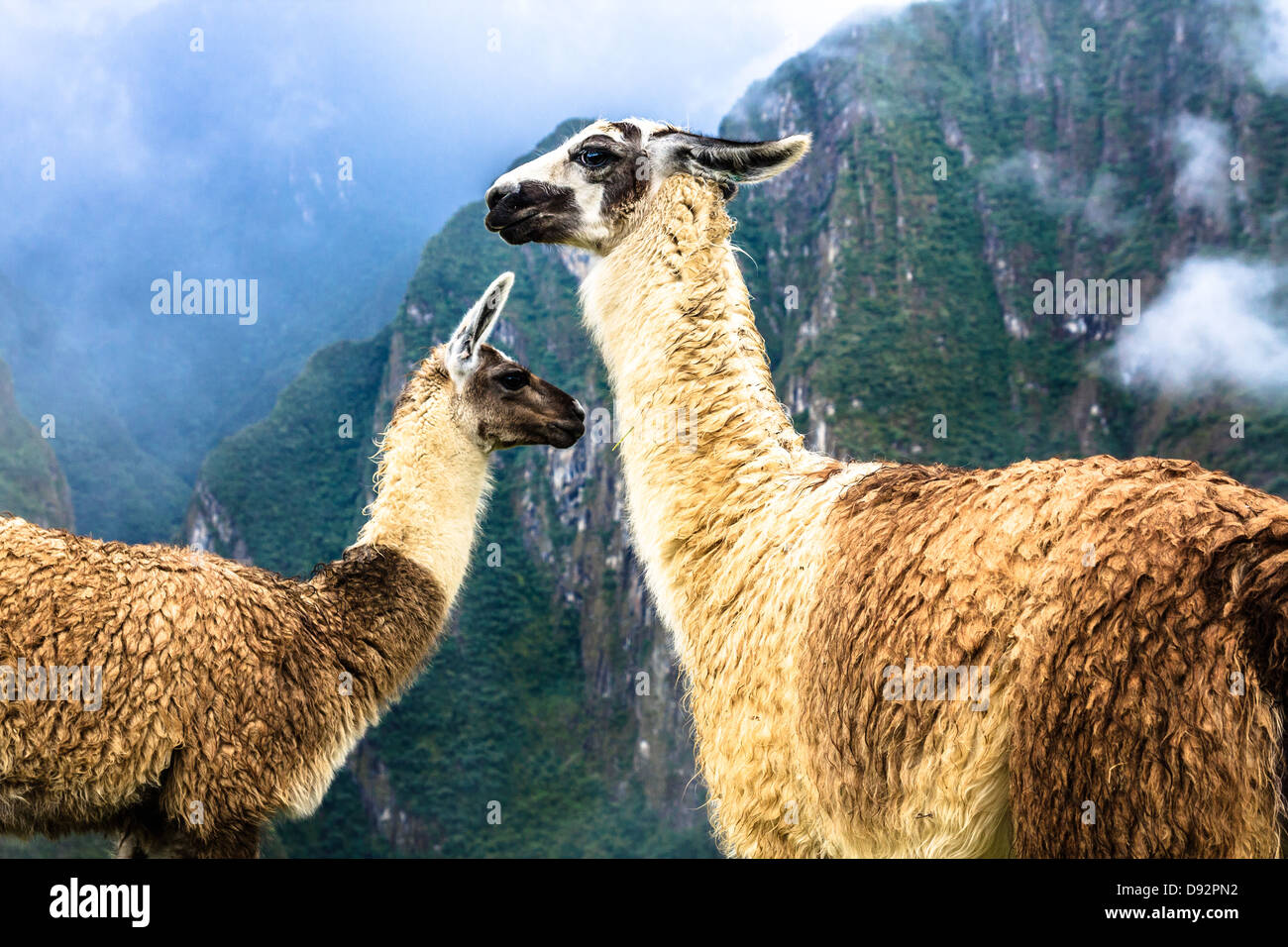 Alpaca lama in machu picchu hi-res stock photography and images - Alamy