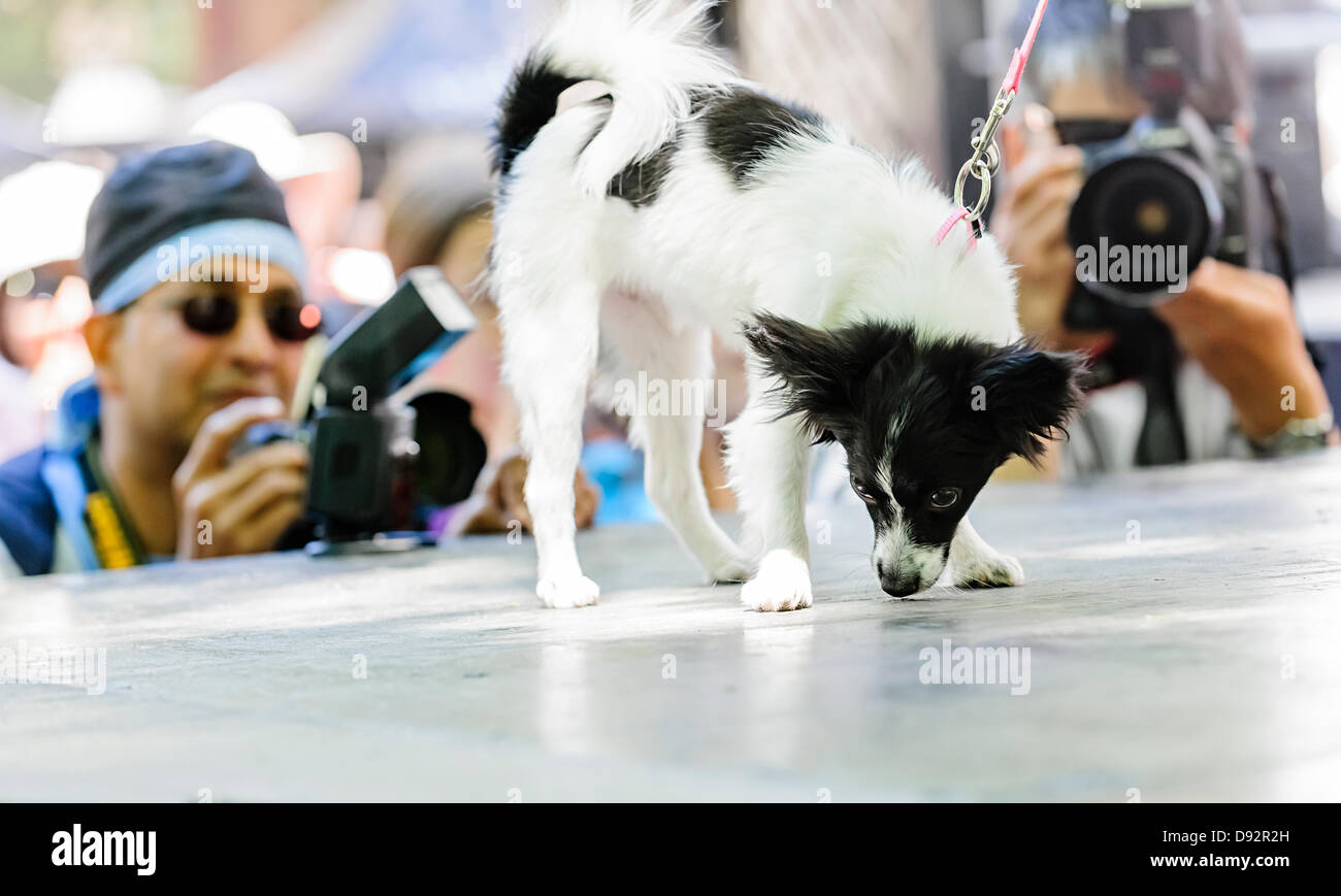 Toronto, Canada, June 9, 2013.  Dogs compete in the 10th annual Woofstock dog festival Mister and Ms Canine Canada Pageant to win best couple in show. Credit:  Elena Elisseeva/Alamy Live News Stock Photo