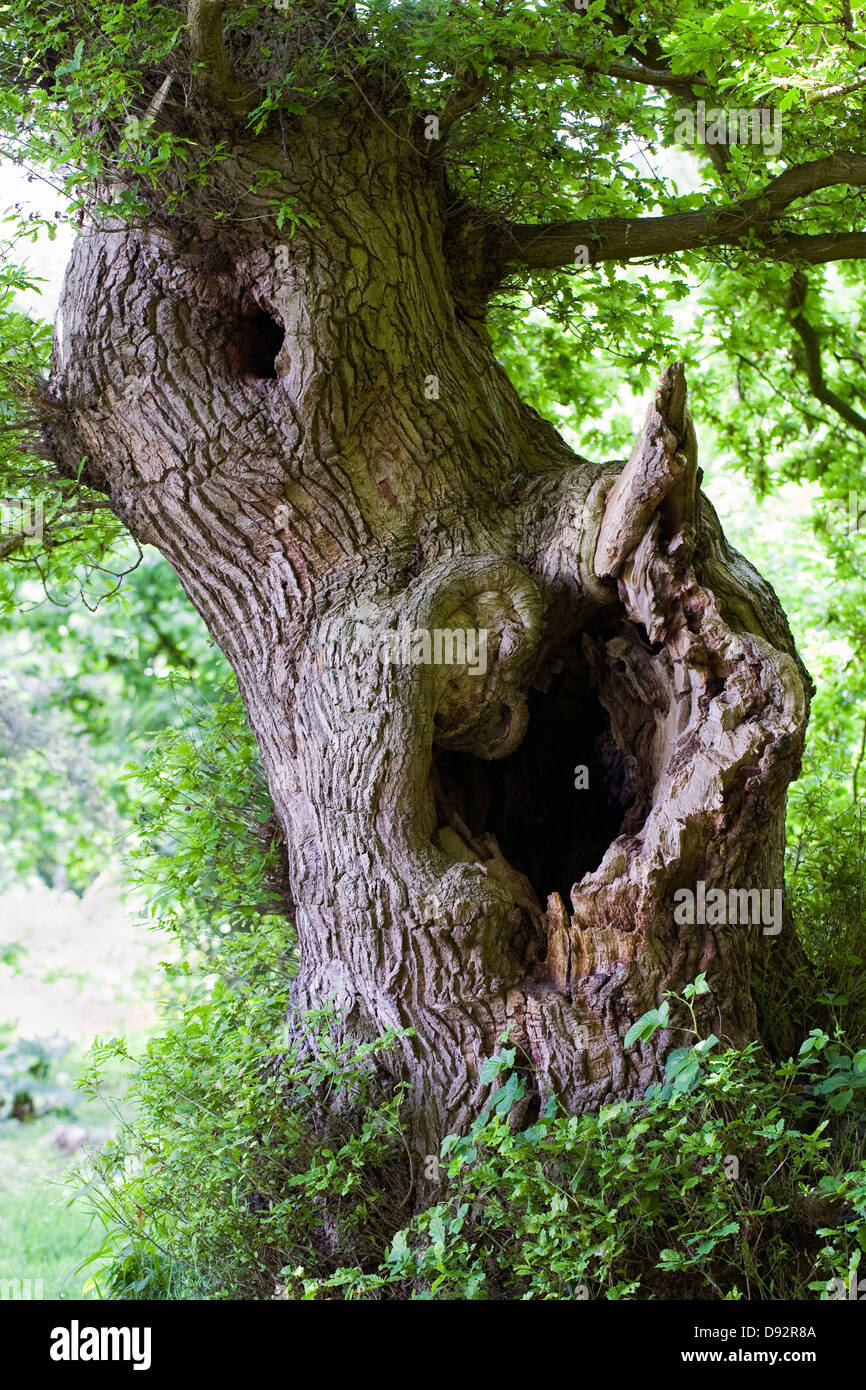 English oak woodland hires stock photography and images Alamy