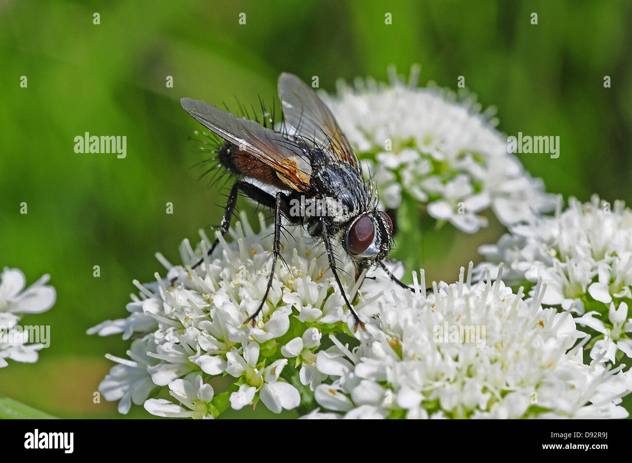 Housefly, Musca domestica Stock Photo